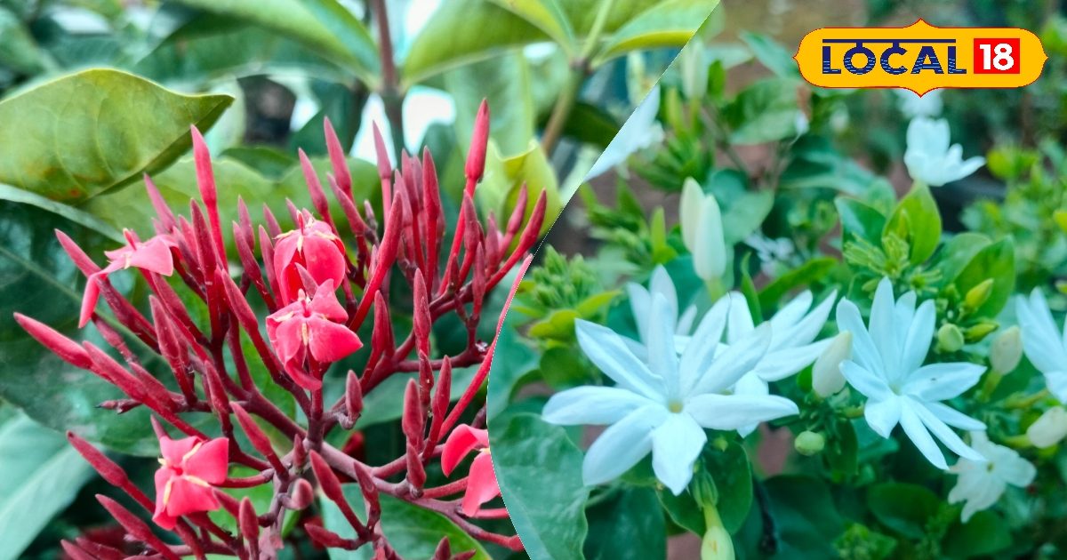 गर्मी के टॉप 5 फूल, जमीन या गमले में आसानी से लग जाएंगे इनके पौधे, कम देखभाल, खुशबू से महक उठेगा घर