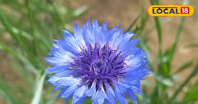 ब्लू कॉर्नफ्लावर की खेती के लाभ