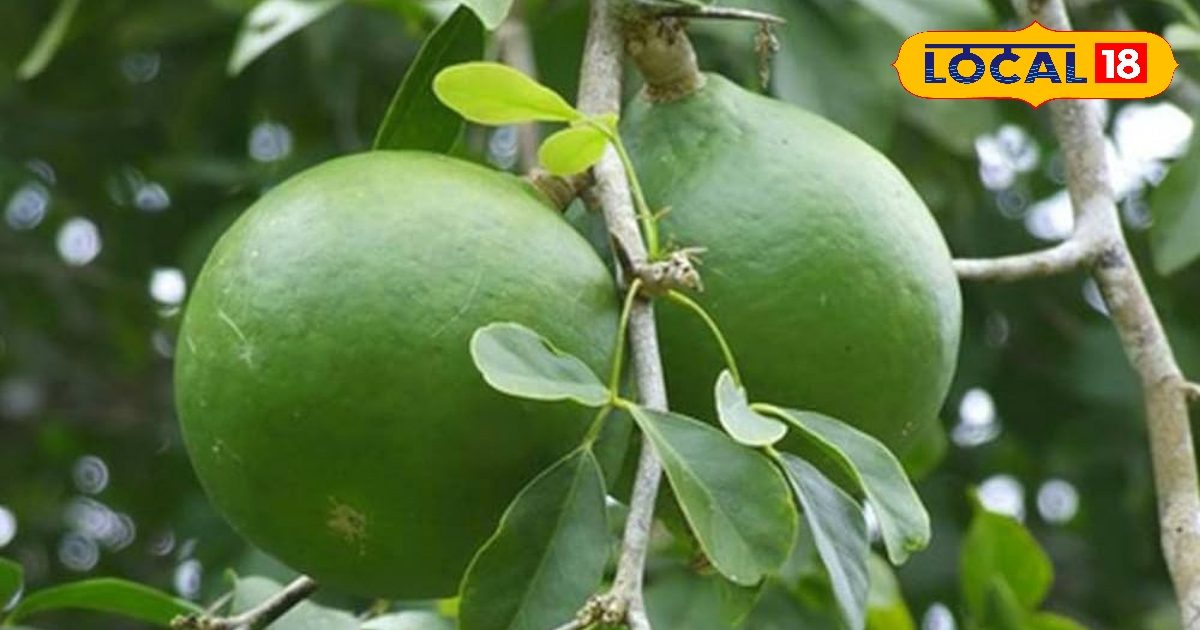 कच्चा या पका… कौन सा बेल सेहत के लिए फायदेमंद, किन समस्याओं से दिलाता है छुटकारा? एक्सपर्ट ने बताया