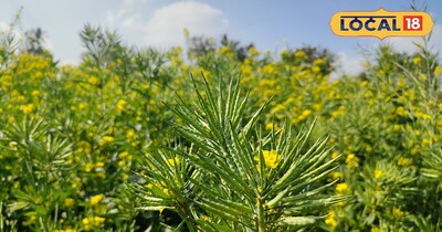 गुच्छेदार सरसों की खेती.