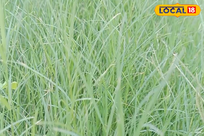 নাক থেকে রক্তপাত নাক থেকে রক্তপাত