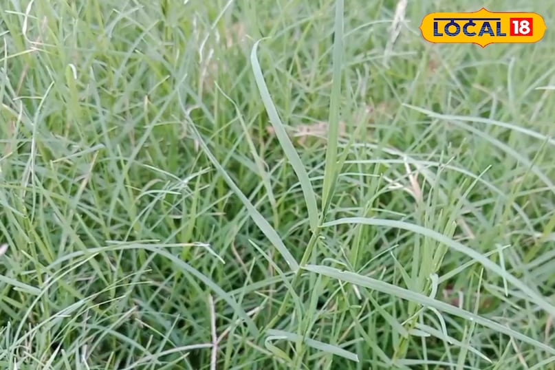 রক্তপাত এবং ব্যথা রক্তপাত এবং ব্যথা