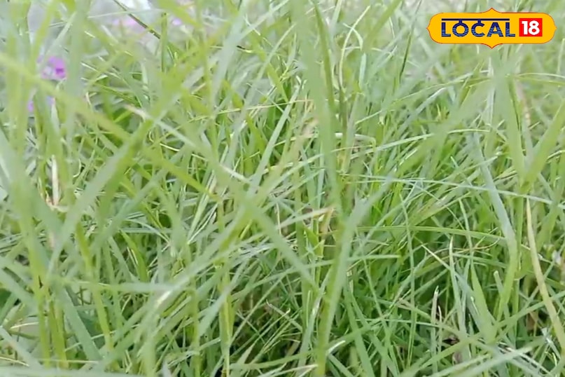 পেটের রোগ পেটের রোগ