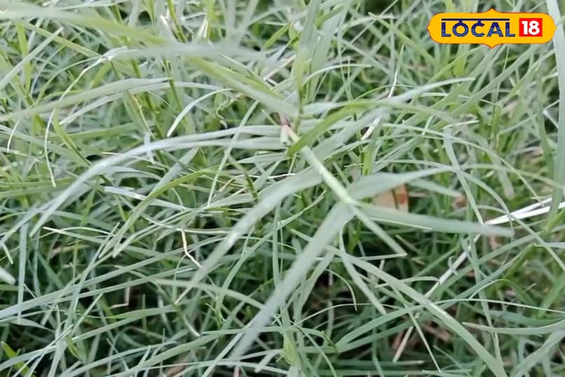 ডায়াবেটিস এবং রক্তাল্পতা ডায়াবেটিস এবং রক্তাল্পতা