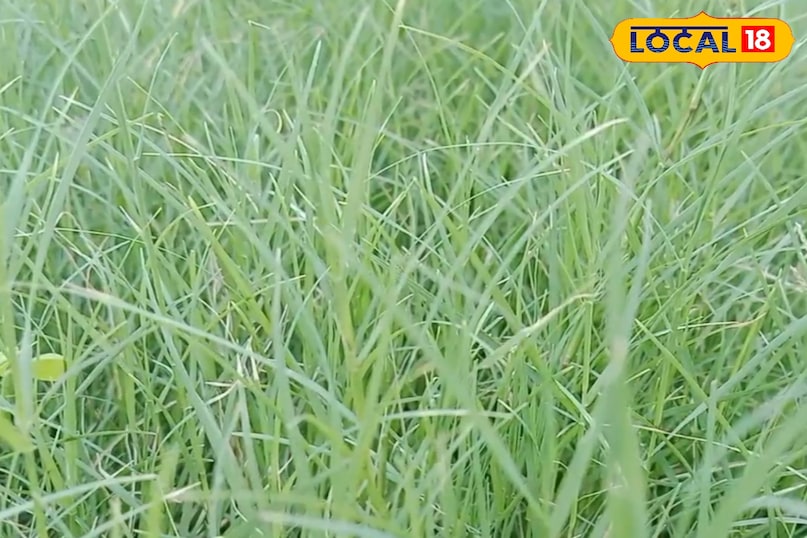 কৃষি এবং পশুপালন কৃষি এবং পশুপালন