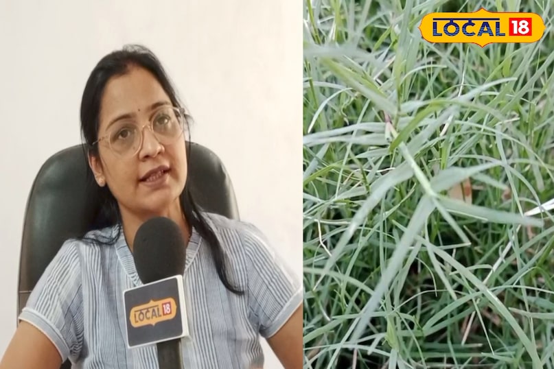 ডুবের বিশেষত্ব ডুবের বিশেষত্ব