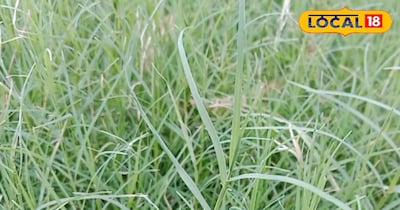 दूब के फायदे 