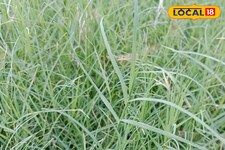 दूब सिर्फ पवित्र नहीं, बल्कि स्वास्थ्य, खेती और पर्यावरण में भी है लाभकारी