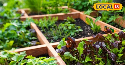 किचन गार्डन 