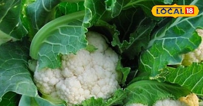 फूल गोभी 