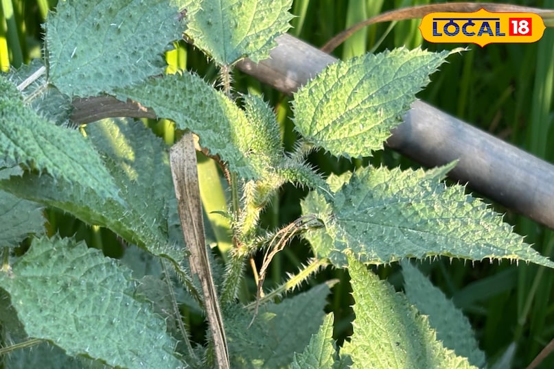 সঠিক উপায় কি তা জানা জরুরী সঠিক উপায় কি তা জানা জরুরী