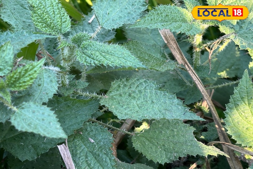 কখন এবং কত ঘন ঘন ব্যবহার করতে হবে কখন এবং কত ঘন ঘন ব্যবহার করতে হবে