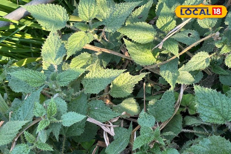 চুলকানি বা জ্বালা-পোড়া হলে কী করবেন চুলকানি বা জ্বালা-পোড়া হলে কী করবেন