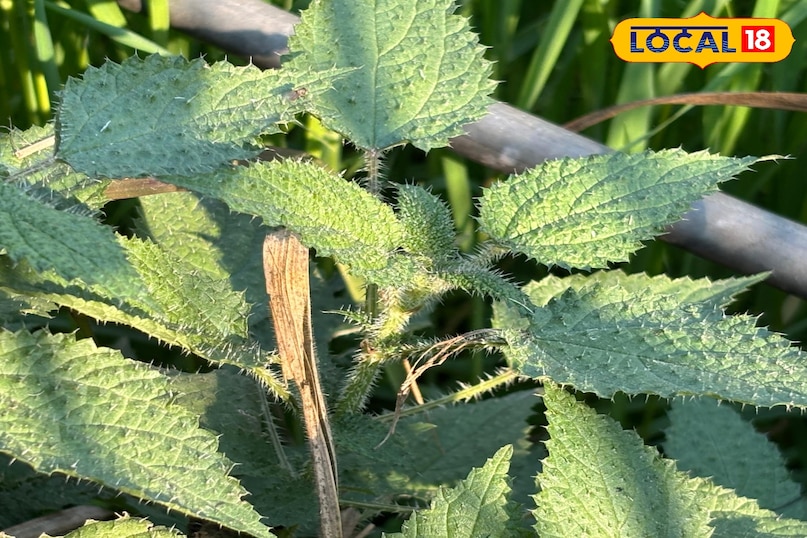 বিচ্ছু ঘাস কি এবং কেন এটি বিশেষ বিচ্ছু ঘাস কি এবং কেন এটি বিশেষ