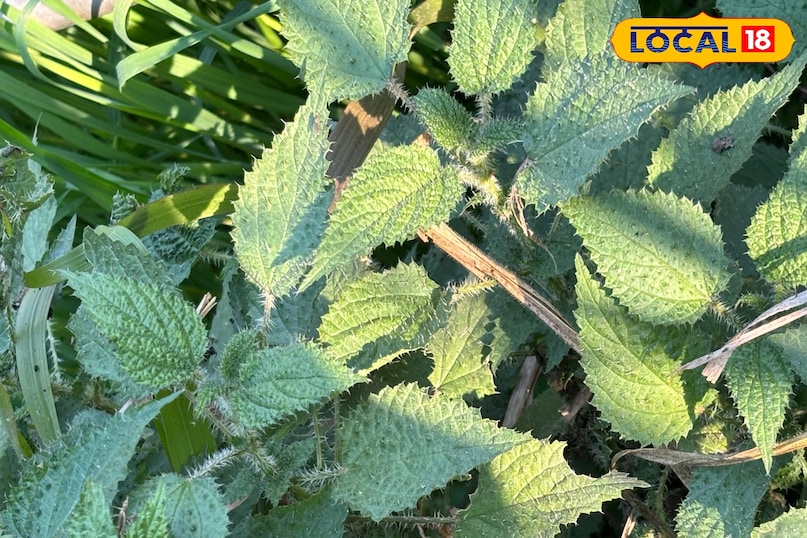 পিঠে ব্যথার জন্য এটি কীভাবে কাজ করে? পিঠে ব্যথার জন্য এটি কীভাবে কাজ করে?