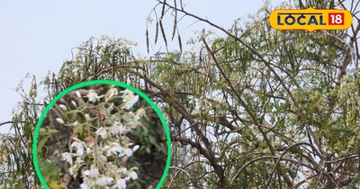 मुनगा का आयुर्वेद में विशेष महत्व है.