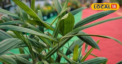 रैफिस पाम पौधा 