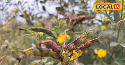 इस समय दवाओं का छिड़काव जरूरी है.