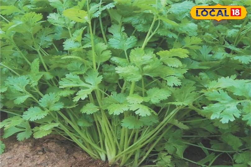 ধনে পাতা