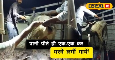 पाली: माइंस के जहरीले पानी से गायों की मौत