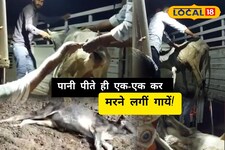 पाली में माइंस का पानी बना 'मीठा जहर', 20 गायों ने तोड़ा दम, पेड़-पौधे तक जले