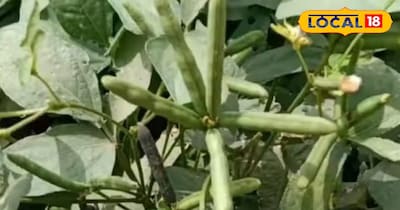 उड़द दाल की खेती से मुनाफा 