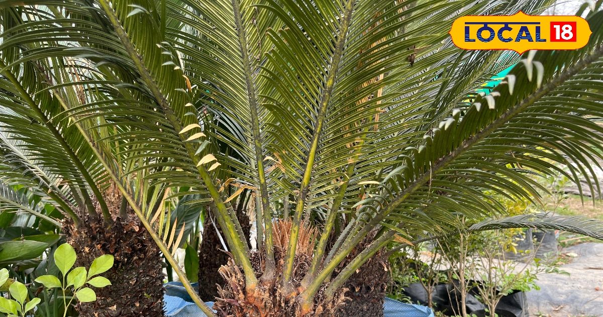 लाखों साल पुराना ‘शाही पौधा’… सही जगह रखा तो चमकेगी किस्मत, वरना हो सकता है नुकसान लाखों साल पुराना ‘शाही पौधा’… सही जगह रखा तो चमकेगी किस्मत, वरना हो सकता है नुकसान