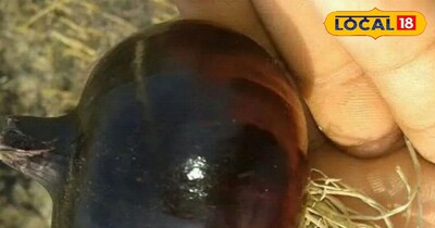 इस काले प्याज की खेती को करके आप अच्छा मुनाफा कमा सकते है