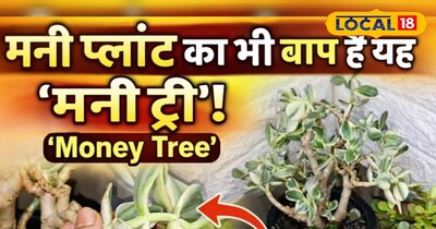 क्रासुला ओवाटा