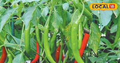 मिर्च की खेती काफी फायदेमंद है.