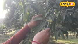 मंजर से टिकोला बनने का सफर! आम के बागानों में अगले 20 दिन बेहद नाजुक