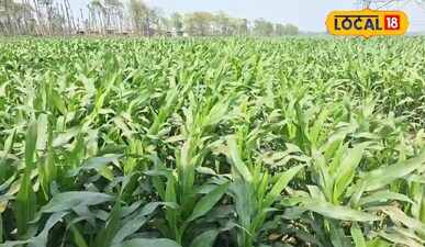 5 एकड़ जमीन पर मक्का की खेती-बाड़ी से सीज़न में करते हैं 4 लाख रुपए तक की कमाई <