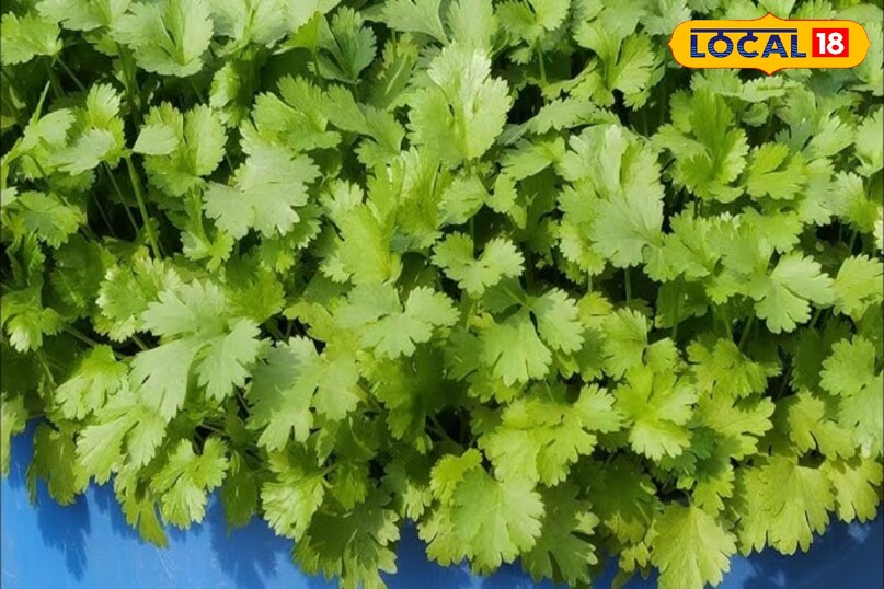 होम गार्डनिंग टिप्स 