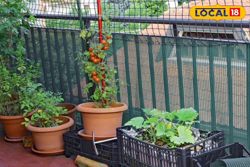 होम गार्डनिंग टिप्स 