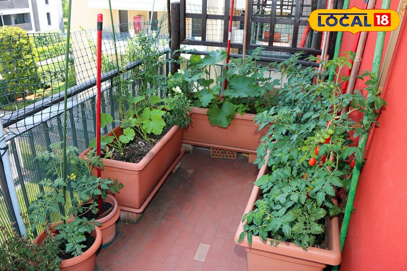 होम गार्डनिंग टिप्स 