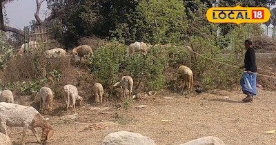 भेड़ पालक के कमाई का सीक्रेट...!