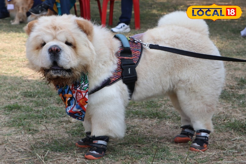 dog show patna, patna dog exhibition, bihar animal sciences university dog show, alabai dog winner patna, husky dog show patna, pomeranian dog patna event, chow chow dog show, english bulldog patna, dog competition patna news, pet show bihar, dog show 2026 patna, पटना डॉग शो, पटना डॉग प्रदर्शनी, बिहार डॉग प्रतियोगिता, अलाबाई डॉग विजेता, पटना पेट शो, हस्की डॉग पटना, पोमेरेनियन डॉग शो, चाव चाव डॉग इवेंट, बुलडॉग शो पटना, पटना डॉग लवर्स इवेंट, डॉग शो 2026 पटना 