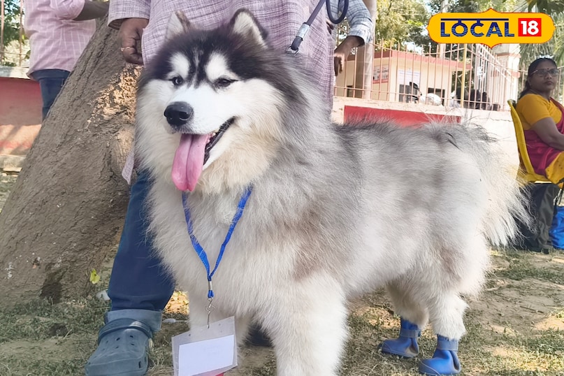 dog show patna, patna dog exhibition, bihar animal sciences university dog show, alabai dog winner patna, husky dog show patna, pomeranian dog patna event, chow chow dog show, english bulldog patna, dog competition patna news, pet show bihar, dog show 2026 patna, पटना डॉग शो, पटना डॉग प्रदर्शनी, बिहार डॉग प्रतियोगिता, अलाबाई डॉग विजेता, पटना पेट शो, हस्की डॉग पटना, पोमेरेनियन डॉग शो, चाव चाव डॉग इवेंट, बुलडॉग शो पटना, पटना डॉग लवर्स इवेंट, डॉग शो 2026 पटना 