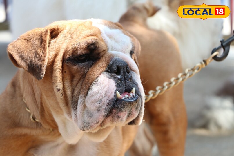 dog show patna, patna dog exhibition, bihar animal sciences university dog show, alabai dog winner patna, husky dog show patna, pomeranian dog patna event, chow chow dog show, english bulldog patna, dog competition patna news, pet show bihar, dog show 2026 patna, पटना डॉग शो, पटना डॉग प्रदर्शनी, बिहार डॉग प्रतियोगिता, अलाबाई डॉग विजेता, पटना पेट शो, हस्की डॉग पटना, पोमेरेनियन डॉग शो, चाव चाव डॉग इवेंट, बुलडॉग शो पटना, पटना डॉग लवर्स इवेंट, डॉग शो 2026 पटना 