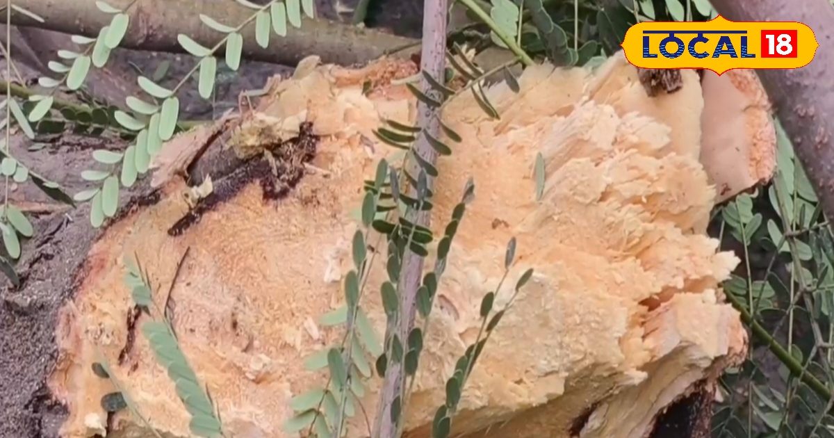 हेल्थ टिप्स:सेहत का खजाना गुलमोहर, खूबसूरती से लेकर सेहत तक, जानिए इस औषधीय पेड़ के चमत्कारी फायदे!