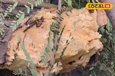 गुलमोहर सेहत का खजाना, जानिए इसके अनदेखे फायदे और सावधानियां