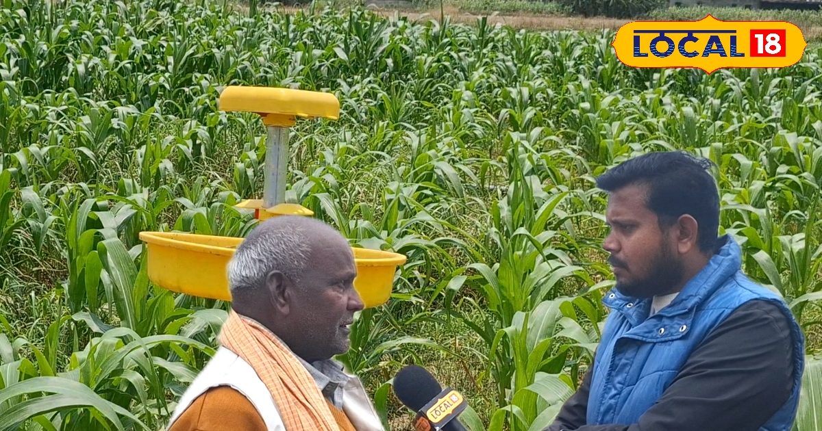 67 साल के किसान का बड़ा दावा! रासायनिक खेती छोड़िए, जैविक में छिपा है असली मुनाफा, जानिए तरीका