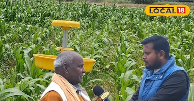 मक्के की जैविक खेती!