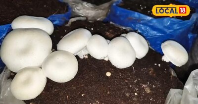 बटन मशरूम की पूर्णिया में खूब डिमांड 