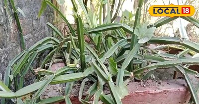 टूटी हड्डियों को जोड़ दे हड़जोड़ 