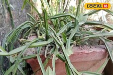 हड्डी से लेकर ब्लड शुगर तक... जोड़ दर्द और सूजन में क्यों वरदान है हड़जोड़?