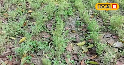 हरियाली का अजूबा, एक दर्जन से ज्यादा फसलों की अनोखी मिसाल<br>