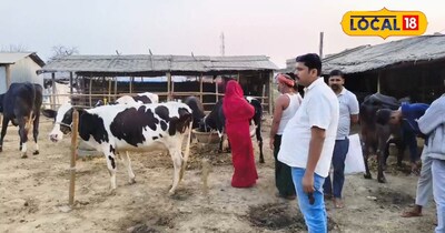 Purnia Cattle Market: Buy High-Yielding Cows & Buffaloes, Avoid Chemical Scams
