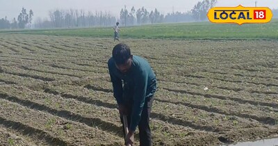 पारंपरिक खेती छोड़ इस सब्जी ने बदली किस्मत, 2 एकड़ में बींस उगाकर किसान कमा रहा