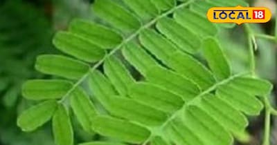 इमली के पत्ते सेहत के लिए होते हैं फायदेमंद।